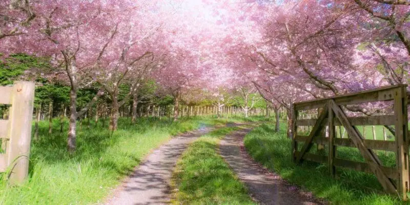 pink trees in a woodland with a path