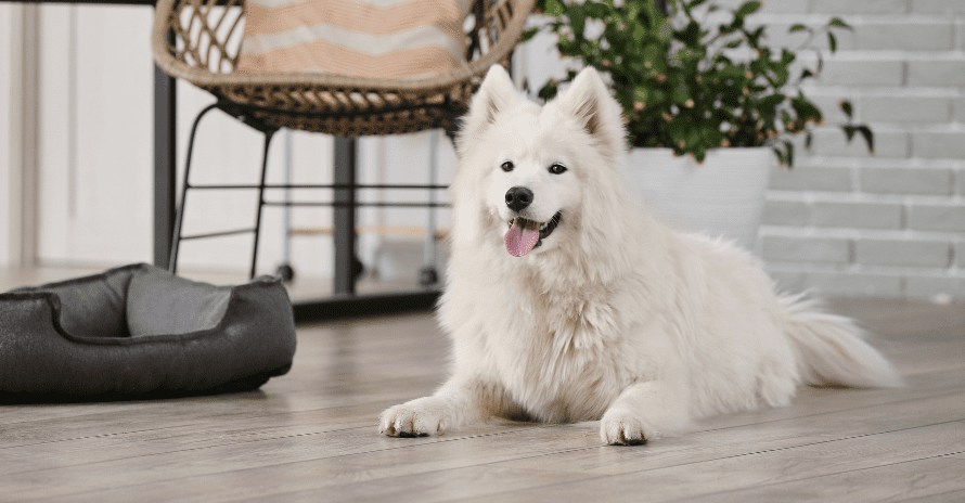 dog in house