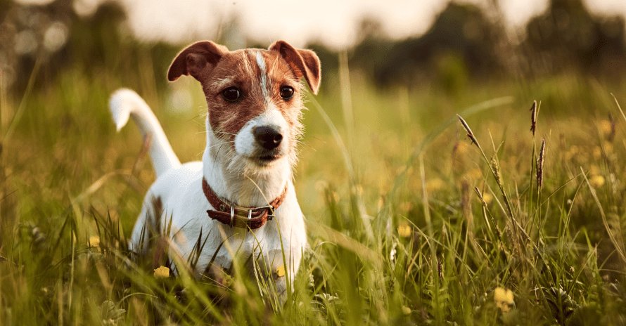 dog in grass