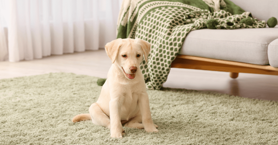dog with blanket