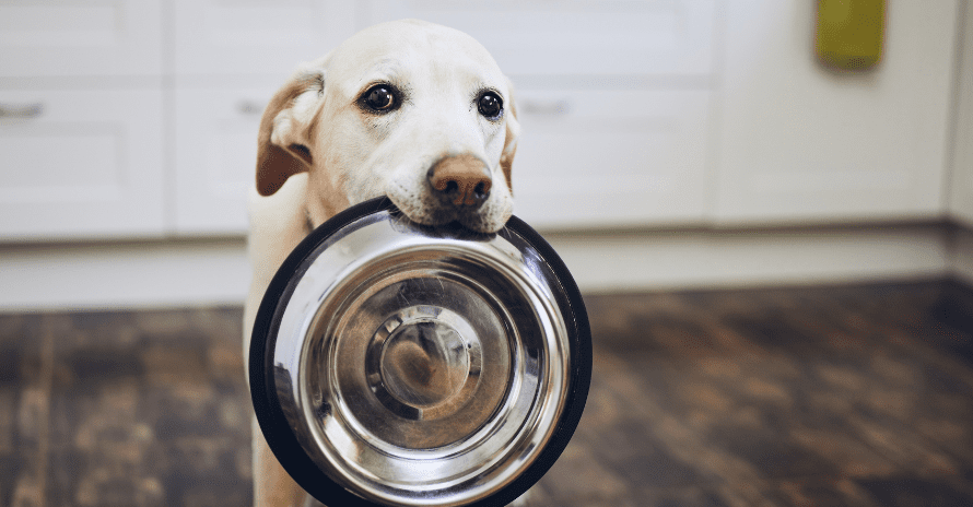 dog with bowl