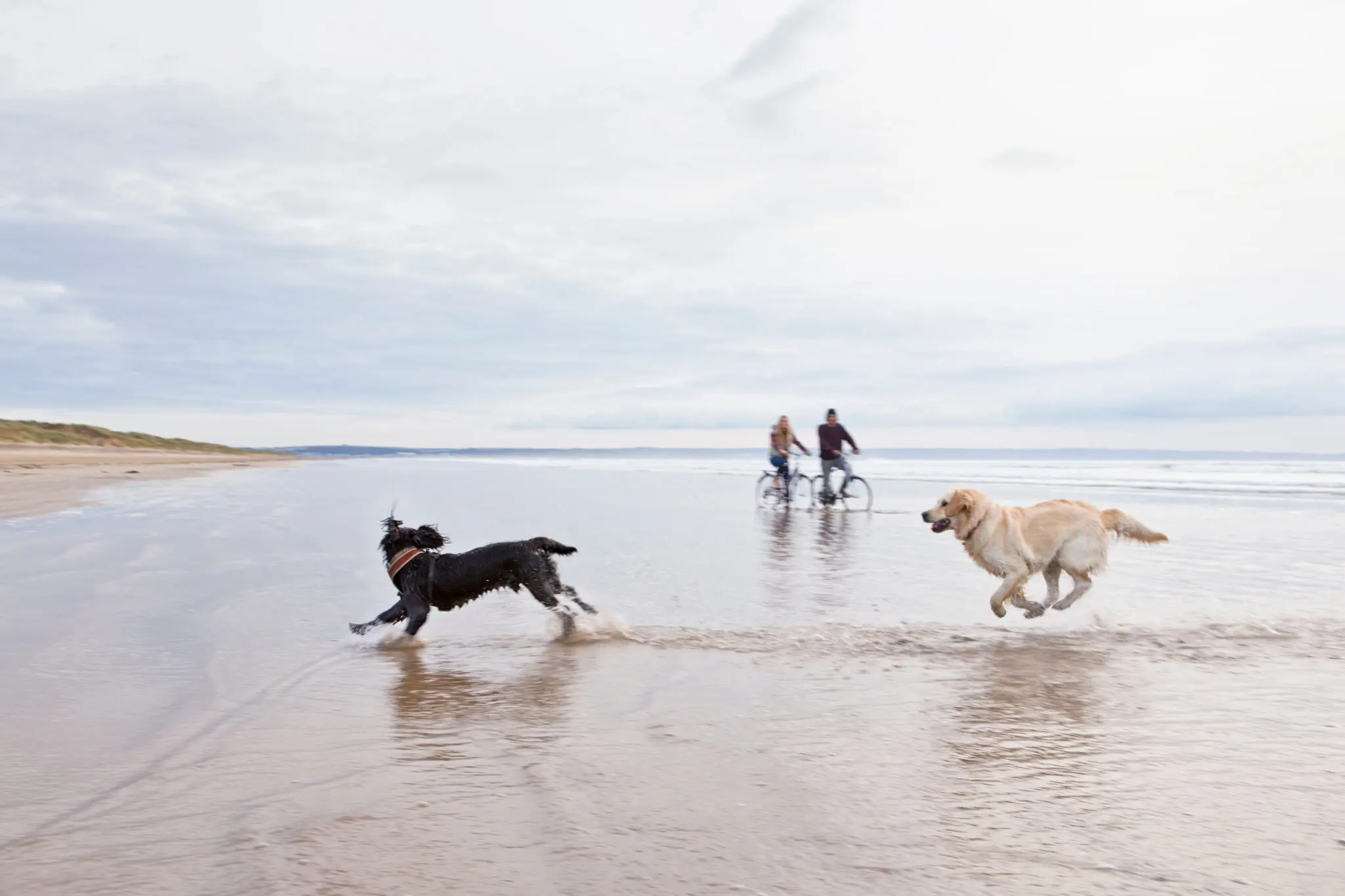 Dogs running on the beach