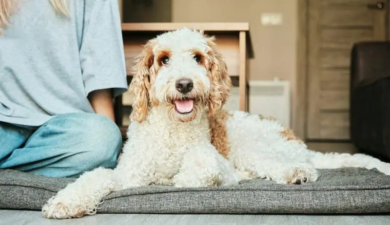 Happy dog on mat