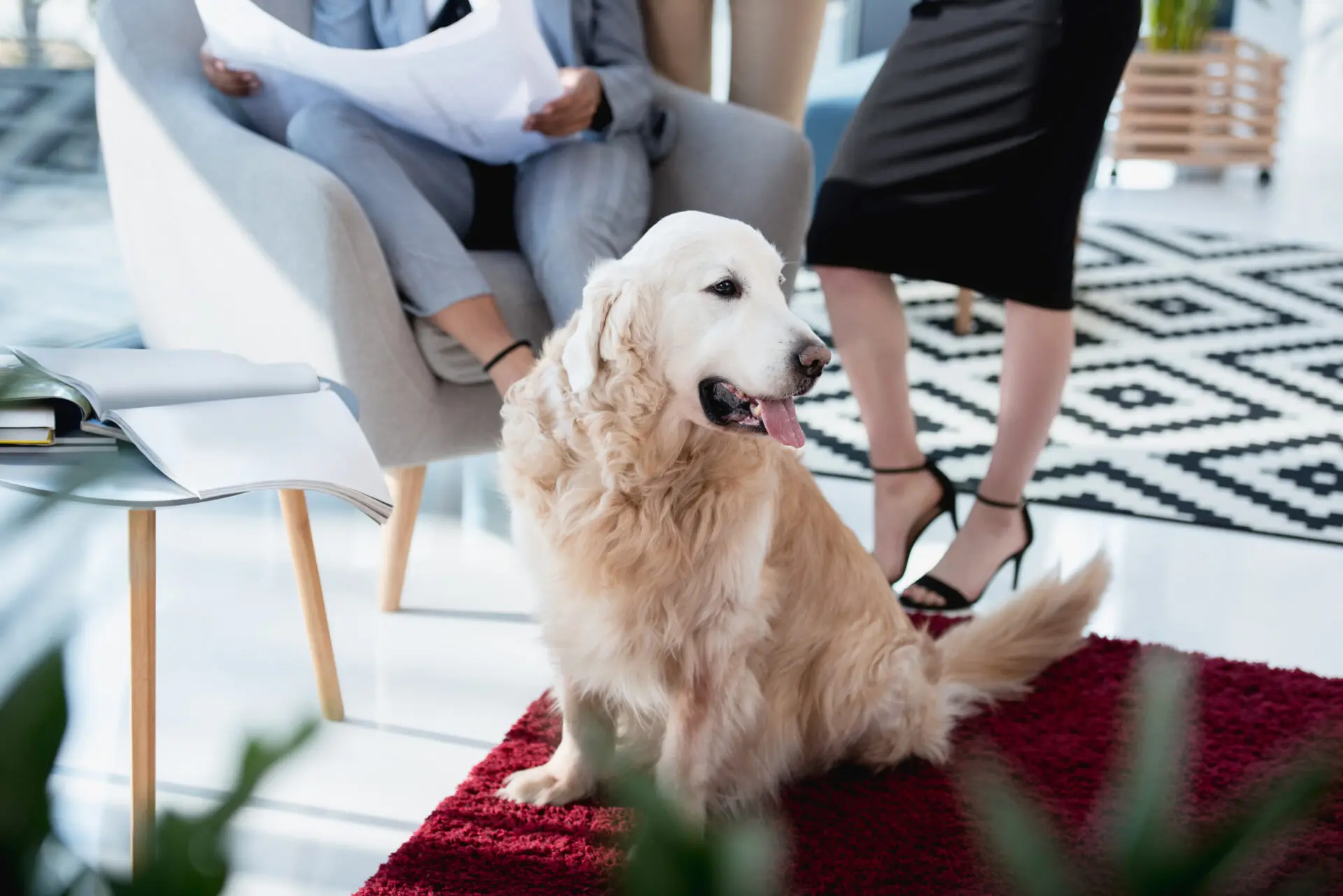 Dog sitting on red carpet