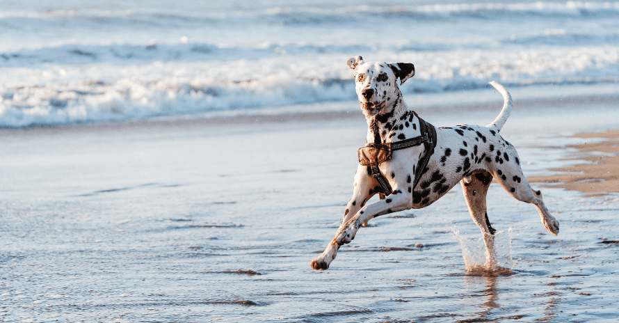 dog on beach